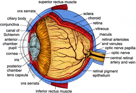 Anatomi Lensa Mata Pdf